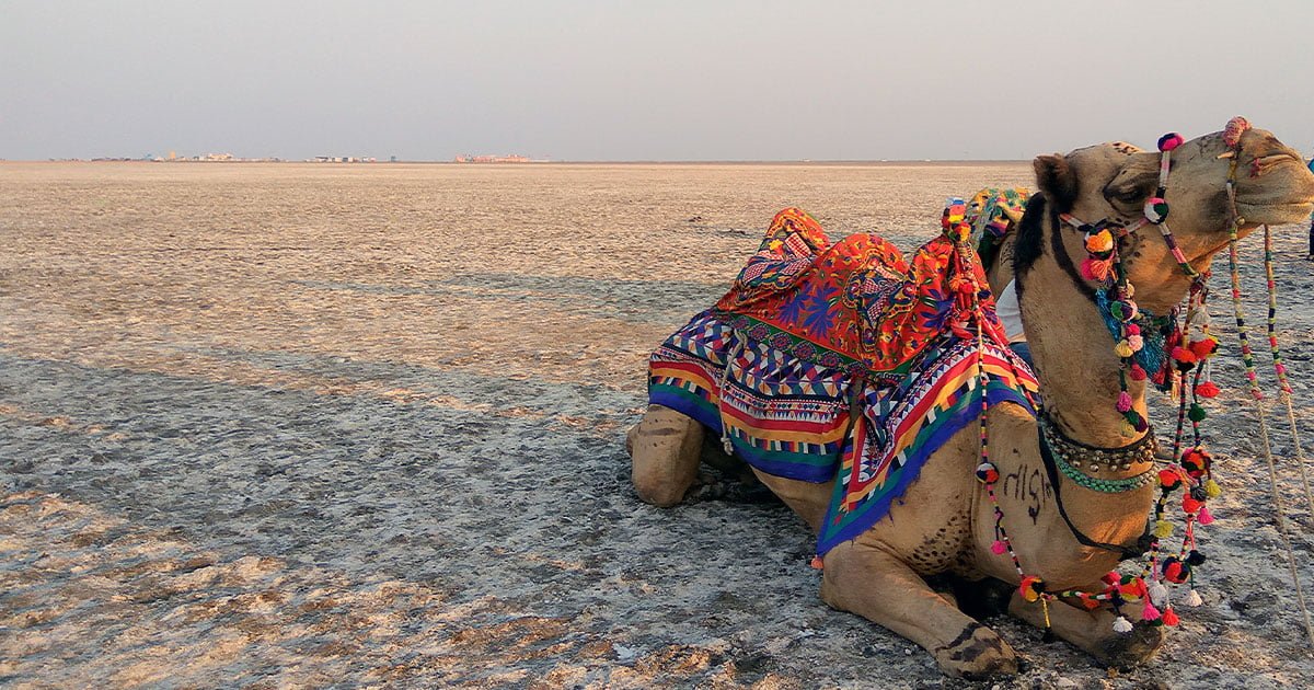 white-run-kutch